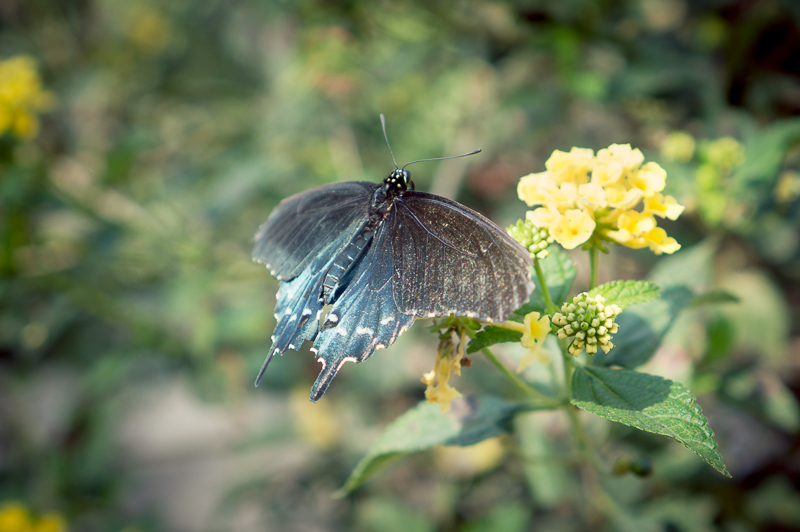 Butterfly Pavilion