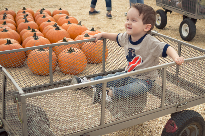 Mr. Bones Pumpkin Patch