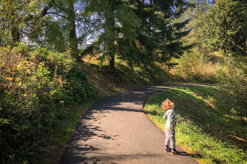 Autumn leaves walk